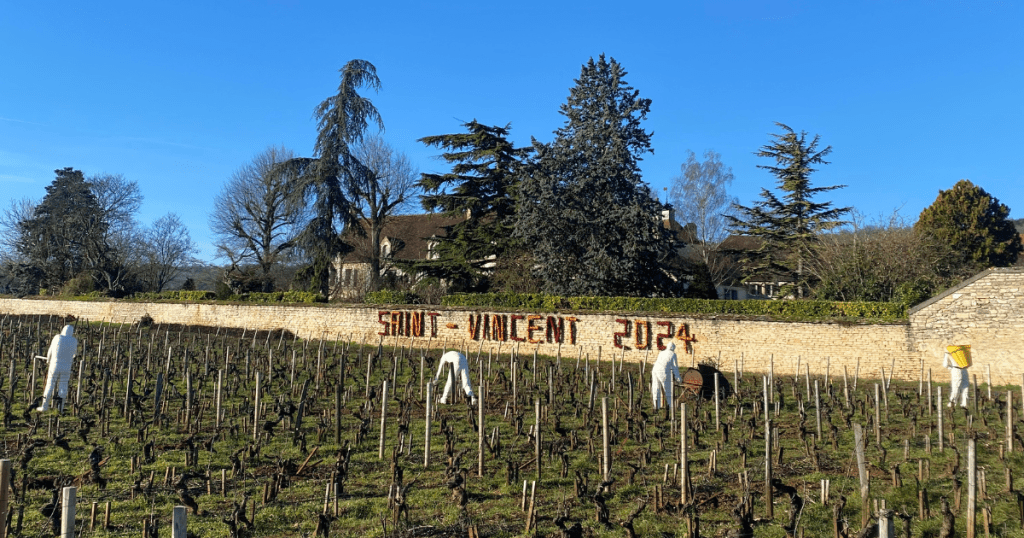 Saint Vincent, Morey-Saint-Denis vineyards 